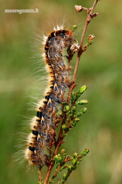 Ąžuolinis verpikas - Lasiocampa quercus, vikšras  | Fotografijos autorius : Gintautas Steiblys | © Macrogamta.lt | Šis tinklapis priklauso bendruomenei kuri domisi makro fotografija ir fotografuoja gyvąjį makro pasaulį.