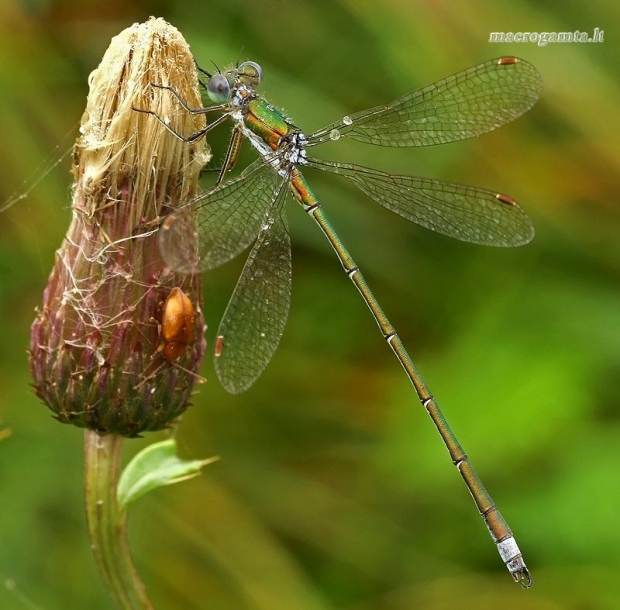 Žalsvoji strėliukė - Lestes virens, ♂  | Fotografijos autorius : Gintautas Steiblys | © Macrogamta.lt | Šis tinklapis priklauso bendruomenei kuri domisi makro fotografija ir fotografuoja gyvąjį makro pasaulį.