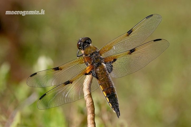 Keturtaškė skėtė - Libellula quadrimaculata  | Fotografijos autorius : Gintautas Steiblys | © Macrogamta.lt | Šis tinklapis priklauso bendruomenei kuri domisi makro fotografija ir fotografuoja gyvąjį makro pasaulį.