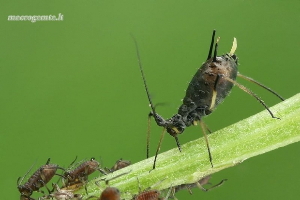 Didysis rausvasis amaras - Macrosiphum rosae  | Fotografijos autorius : Gintautas Steiblys | © Macrogamta.lt | Šis tinklapis priklauso bendruomenei kuri domisi makro fotografija ir fotografuoja gyvąjį makro pasaulį.