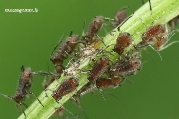 Didieji rausvieji amarai - Macrosiphum rosae  | Fotografijos autorius : Gintautas Steiblys | © Macrogamta.lt | Šis tinklapis priklauso bendruomenei kuri domisi makro fotografija ir fotografuoja gyvąjį makro pasaulį.