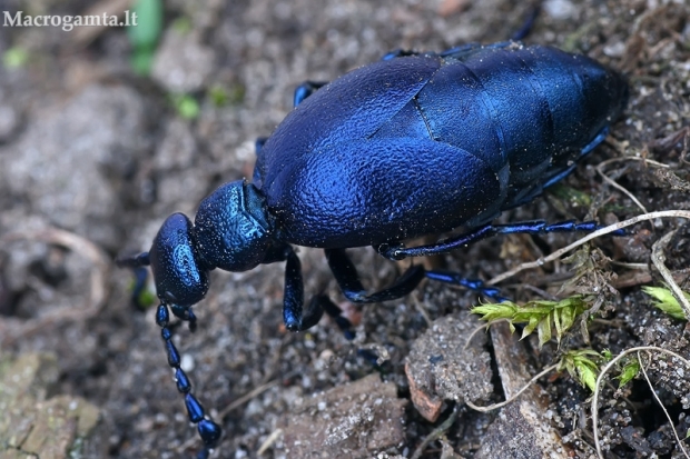 Violetinis gegužvabalis - Meloe violaceus | Fotografijos autorius : Gintautas Steiblys | © Macrogamta.lt | Šis tinklapis priklauso bendruomenei kuri domisi makro fotografija ir fotografuoja gyvąjį makro pasaulį.