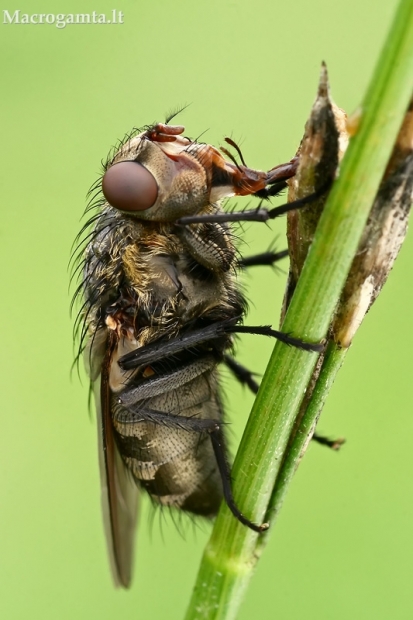 Pilkoji lavonmusė - Pollenia sp. | Fotografijos autorius : Gintautas Steiblys | © Macrogamta.lt | Šis tinklapis priklauso bendruomenei kuri domisi makro fotografija ir fotografuoja gyvąjį makro pasaulį.