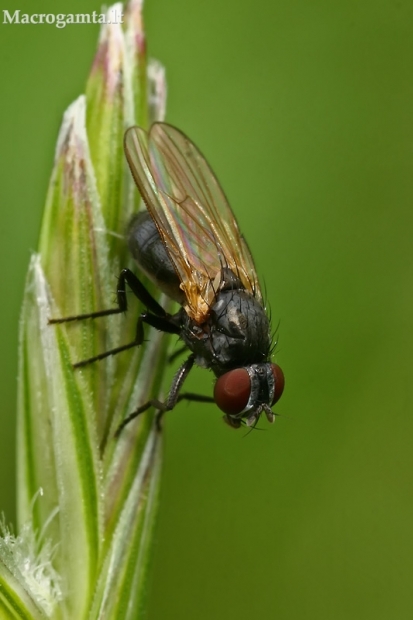 Išvietininkė - Fanniidae  | Fotografijos autorius : Gintautas Steiblys | © Macrogamta.lt | Šis tinklapis priklauso bendruomenei kuri domisi makro fotografija ir fotografuoja gyvąjį makro pasaulį.