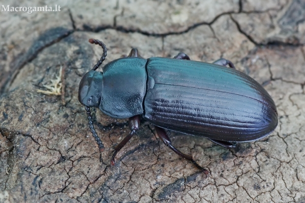 Juodvabalis - Neatus picipes  | Fotografijos autorius : Gintautas Steiblys | © Macrogamta.lt | Šis tinklapis priklauso bendruomenei kuri domisi makro fotografija ir fotografuoja gyvąjį makro pasaulį.