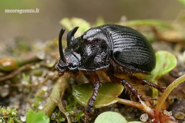 Grybinis mėšlavabalis - Odontaeus armiger, patinas  | Fotografijos autorius : Gintautas Steiblys | © Macrogamta.lt | Šis tinklapis priklauso bendruomenei kuri domisi makro fotografija ir fotografuoja gyvąjį makro pasaulį.