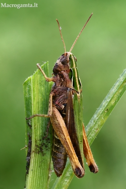 Žaliasis skėriukas - Omocestus viridulus  | Fotografijos autorius : Gintautas Steiblys | © Macrogamta.lt | Šis tinklapis priklauso bendruomenei kuri domisi makro fotografija ir fotografuoja gyvąjį makro pasaulį.