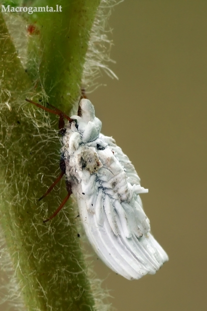 Skydamaris - Orthezia sp. | Fotografijos autorius : Gintautas Steiblys | © Macrogamta.lt | Šis tinklapis priklauso bendruomenei kuri domisi makro fotografija ir fotografuoja gyvąjį makro pasaulį.