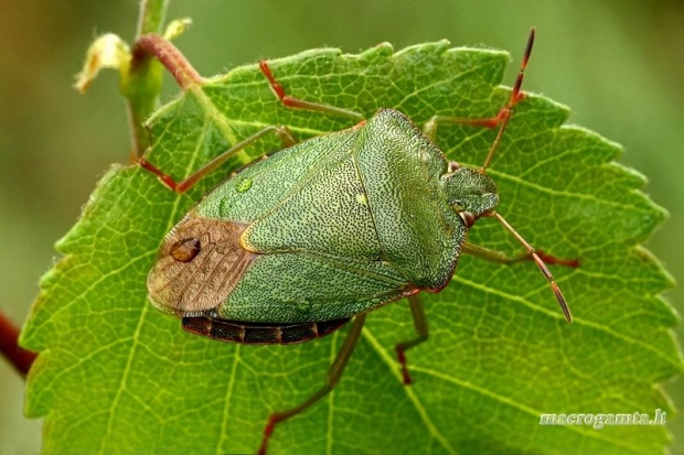 Medinė skydblakė - Palomena prasina  | Fotografijos autorius : Gintautas Steiblys | © Macrogamta.lt | Šis tinklapis priklauso bendruomenei kuri domisi makro fotografija ir fotografuoja gyvąjį makro pasaulį.