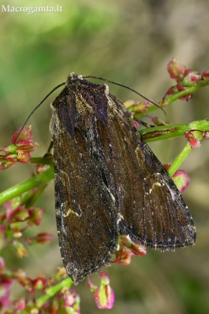 Rudasis pašakninis pelėdgalvis - Apamea crenata | Fotografijos autorius : Gintautas Steiblys | © Macrogamta.lt | Šis tinklapis priklauso bendruomenei kuri domisi makro fotografija ir fotografuoja gyvąjį makro pasaulį.