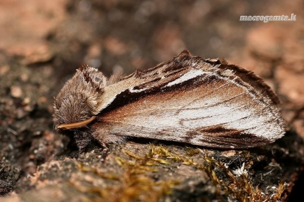 Beržinis kuodis - Pheosia gnoma  | Fotografijos autorius : Gintautas Steiblys | © Macrogamta.lt | Šis tinklapis priklauso bendruomenei kuri domisi makro fotografija ir fotografuoja gyvąjį makro pasaulį.