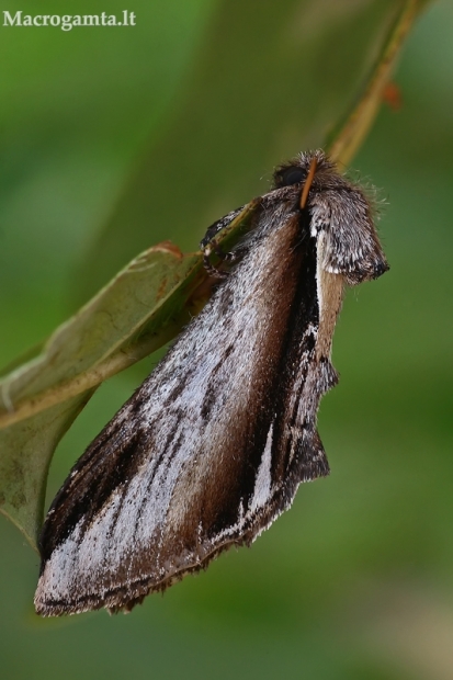 Beržinis kuodis - Pheosia gnoma | Fotografijos autorius : Gintautas Steiblys | © Macrogamta.lt | Šis tinklapis priklauso bendruomenei kuri domisi makro fotografija ir fotografuoja gyvąjį makro pasaulį.