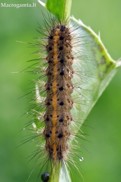 Rudoji meškutė - Phragmatobia fuliginosa, jaunas vikšras | Fotografijos autorius : Gintautas Steiblys | © Macrogamta.lt | Šis tinklapis priklauso bendruomenei kuri domisi makro fotografija ir fotografuoja gyvąjį makro pasaulį.