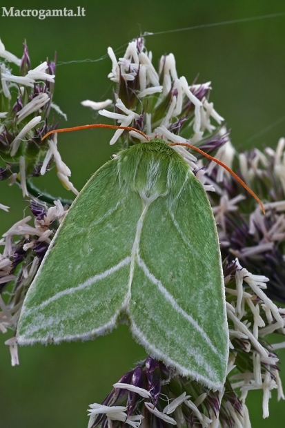 Lenktajuostis žalsvys - Pseudoips prasinana | Fotografijos autorius : Gintautas Steiblys | © Macrogamta.lt | Šis tinklapis priklauso bendruomenei kuri domisi makro fotografija ir fotografuoja gyvąjį makro pasaulį.