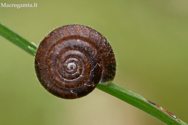 Šeriuotoji rūdė - Pseudotrichia rubiginosa  | Fotografijos autorius : Gintautas Steiblys | © Macrogamta.lt | Šis tinklapis priklauso bendruomenei kuri domisi makro fotografija ir fotografuoja gyvąjį makro pasaulį.