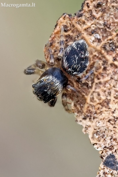 Šokiavoris - Salticidae, juv. | Fotografijos autorius : Gintautas Steiblys | © Macrogamta.lt | Šis tinklapis priklauso bendruomenei kuri domisi makro fotografija ir fotografuoja gyvąjį makro pasaulį.