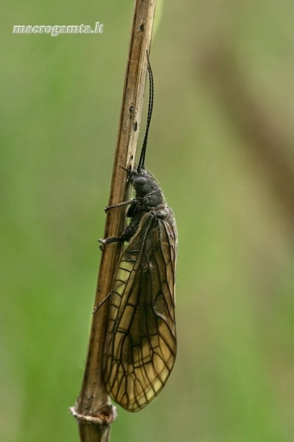 Paprastasis kabasparnis - Sialis lutaria  | Fotografijos autorius : Gintautas Steiblys | © Macrogamta.lt | Šis tinklapis priklauso bendruomenei kuri domisi makro fotografija ir fotografuoja gyvąjį makro pasaulį.