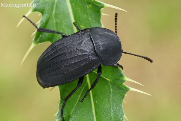 Maitvabalis - Silpha tristis | Fotografijos autorius : Gintautas Steiblys | © Macrogamta.lt | Šis tinklapis priklauso bendruomenei kuri domisi makro fotografija ir fotografuoja gyvąjį makro pasaulį.