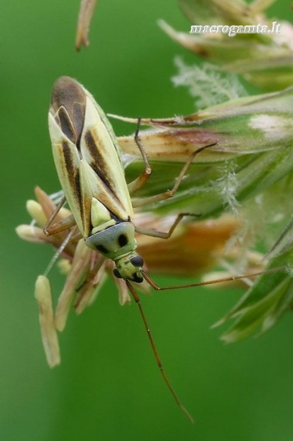 Juostanugarė žolblakė - Stenotus binotatus  | Fotografijos autorius : Gintautas Steiblys | © Macrogamta.lt | Šis tinklapis priklauso bendruomenei kuri domisi makro fotografija ir fotografuoja gyvąjį makro pasaulį.