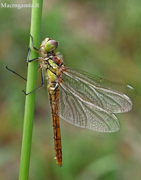 Paprastoji skėtė - Sympetrum vulgatum  | Fotografijos autorius : Gintautas Steiblys | © Macrogamta.lt | Šis tinklapis priklauso bendruomenei kuri domisi makro fotografija ir fotografuoja gyvąjį makro pasaulį.