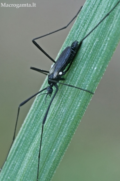 Uodas - Molophilus ater  | Fotografijos autorius : Gintautas Steiblys | © Macrogamta.lt | Šis tinklapis priklauso bendruomenei kuri domisi makro fotografija ir fotografuoja gyvąjį makro pasaulį.