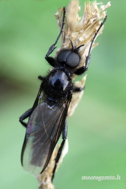 Storakojis uodas - Bibio sp. | Fotografijos autorius : Gintautas Steiblys | © Macrogamta.lt | Šis tinklapis priklauso bendruomenei kuri domisi makro fotografija ir fotografuoja gyvąjį makro pasaulį.