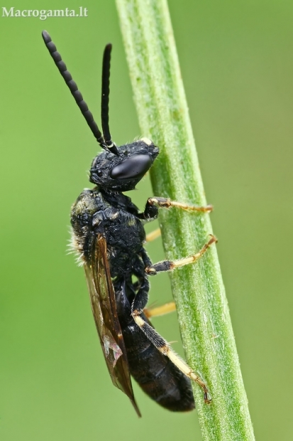 Vagabitė - Lasioglossum sp.  | Fotografijos autorius : Gintautas Steiblys | © Macrogamta.lt | Šis tinklapis priklauso bendruomenei kuri domisi makro fotografija ir fotografuoja gyvąjį makro pasaulį.