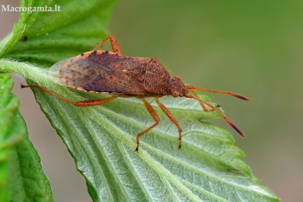 Geltonpilvė kampuotblakė - Rhopalus maculatus  | Fotografijos autorius : Gintautas Steiblys | © Macrogamta.lt | Šis tinklapis priklauso bendruomenei kuri domisi makro fotografija ir fotografuoja gyvąjį makro pasaulį.