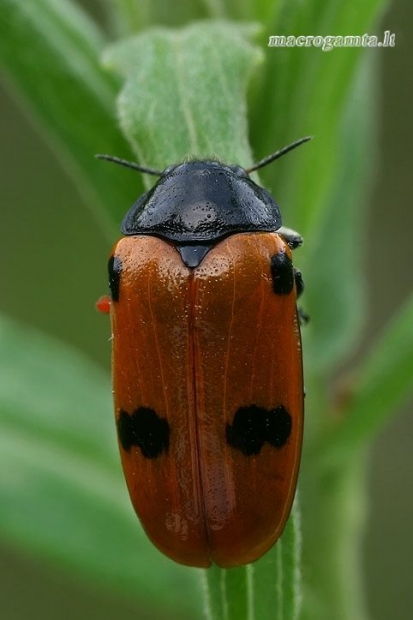 Keturtaškė klitra - Clytra quadripunctata  | Fotografijos autorius : Gintautas Steiblys | © Macrogamta.lt | Šis tinklapis priklauso bendruomenei kuri domisi makro fotografija ir fotografuoja gyvąjį makro pasaulį.