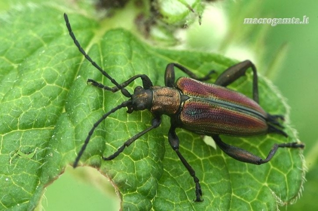 Vandeninė donacija - Donacia aquatica  | Fotografijos autorius : Gintautas Steiblys | © Macrogamta.lt | Šis tinklapis priklauso bendruomenei kuri domisi makro fotografija ir fotografuoja gyvąjį makro pasaulį.