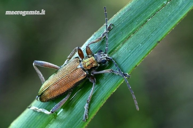 Nendrinė donacija - Donacia clavipes  | Fotografijos autorius : Gintautas Steiblys | © Macrogamta.lt | Šis tinklapis priklauso bendruomenei kuri domisi makro fotografija ir fotografuoja gyvąjį makro pasaulį.