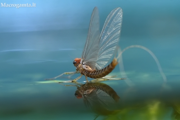 Lašalas - Ephemeroptera | Fotografijos autorius : Gintautas Steiblys | © Macrogamta.lt | Šis tinklapis priklauso bendruomenei kuri domisi makro fotografija ir fotografuoja gyvąjį makro pasaulį.