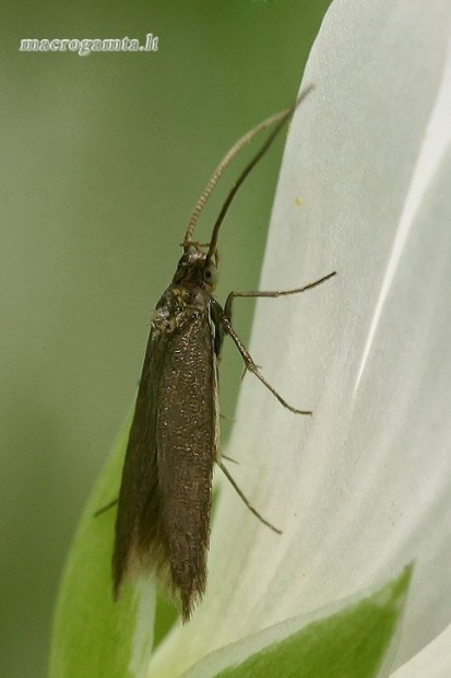 Makštikandė - Coleophora sp.  | Fotografijos autorius : Gintautas Steiblys | © Macrogamta.lt | Šis tinklapis priklauso bendruomenei kuri domisi makro fotografija ir fotografuoja gyvąjį makro pasaulį.