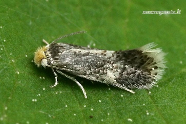 Gaubtagalvis - Ectoedemia sp.  | Fotografijos autorius : Gintautas Steiblys | © Macrogamta.lt | Šis tinklapis priklauso bendruomenei kuri domisi makro fotografija ir fotografuoja gyvąjį makro pasaulį.