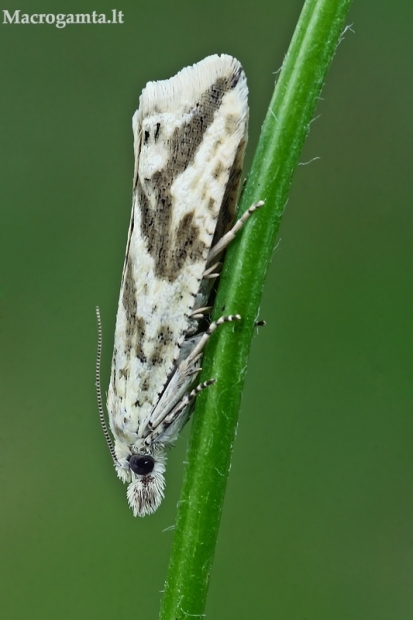 Dryžuotoji tiodija - Thiodia citrana  | Fotografijos autorius : Gintautas Steiblys | © Macrogamta.lt | Šis tinklapis priklauso bendruomenei kuri domisi makro fotografija ir fotografuoja gyvąjį makro pasaulį.