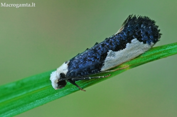 Kraštadėmis monopis - Monopis monachella  | Fotografijos autorius : Gintautas Steiblys | © Macrogamta.lt | Šis tinklapis priklauso bendruomenei kuri domisi makro fotografija ir fotografuoja gyvąjį makro pasaulį.