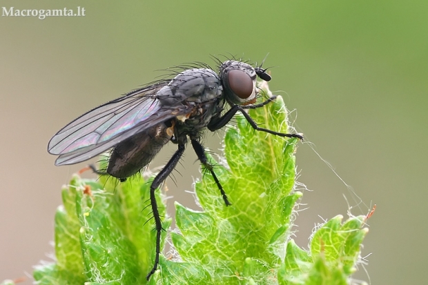 Žiedenė - Phorbia sp. | Fotografijos autorius : Gintautas Steiblys | © Macrogamta.lt | Šis tinklapis priklauso bendruomenei kuri domisi makro fotografija ir fotografuoja gyvąjį makro pasaulį.