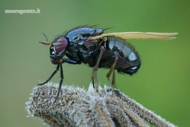 Girinukė - Calliopum elisae  | Fotografijos autorius : Gintautas Steiblys | © Macrogamta.lt | Šis tinklapis priklauso bendruomenei kuri domisi makro fotografija ir fotografuoja gyvąjį makro pasaulį.