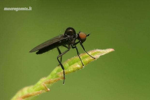 Musė - Hybotidae  | Fotografijos autorius : Gintautas Steiblys | © Macrogamta.lt | Šis tinklapis priklauso bendruomenei kuri domisi makro fotografija ir fotografuoja gyvąjį makro pasaulį.