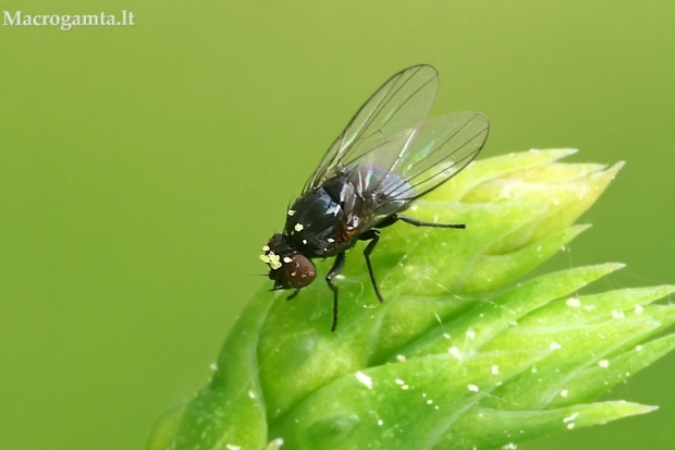 Minamusė - Agromyzidae  | Fotografijos autorius : Gintautas Steiblys | © Macrogamta.lt | Šis tinklapis priklauso bendruomenei kuri domisi makro fotografija ir fotografuoja gyvąjį makro pasaulį.