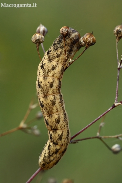 Dirvinis pelėdgalvis - Lacanobia thalassina, vikšras | Fotografijos autorius : Gintautas Steiblys | © Macrogamta.lt | Šis tinklapis priklauso bendruomenei kuri domisi makro fotografija ir fotografuoja gyvąjį makro pasaulį.