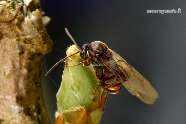 Obuoliškoji/Ąžuolinė gumbavapsvė - Cynips quercusfolii  | Fotografijos autorius : Gintautas Steiblys | © Macrogamta.lt | Šis tinklapis priklauso bendruomenei kuri domisi makro fotografija ir fotografuoja gyvąjį makro pasaulį.