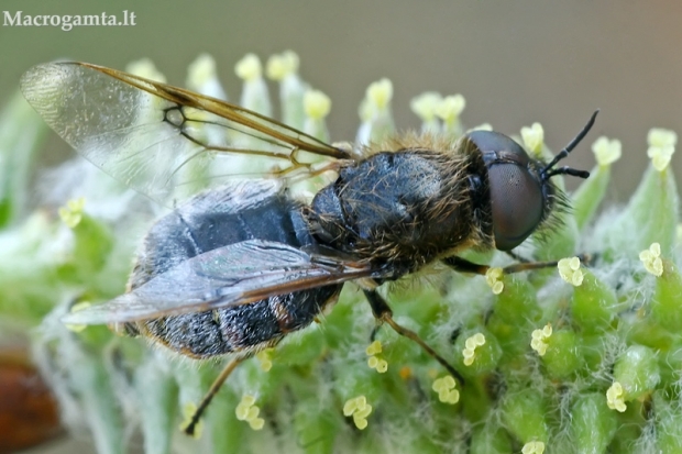 Plokščiamusė - Odontomyia argentata  | Fotografijos autorius : Gintautas Steiblys | © Macrogamta.lt | Šis tinklapis priklauso bendruomenei kuri domisi makro fotografija ir fotografuoja gyvąjį makro pasaulį.