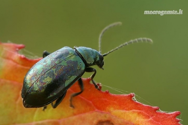 Nakvišinė didspragė - Altica oleracea | Fotografijos autorius : Gintautas Steiblys | © Macrogamta.lt | Šis tinklapis priklauso bendruomenei kuri domisi makro fotografija ir fotografuoja gyvąjį makro pasaulį.