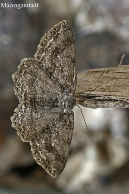 Mėlyninis žievėsprindis - Ectropis crepuscularia | Fotografijos autorius : Gintautas Steiblys | © Macrogamta.lt | Šis tinklapis priklauso bendruomenei kuri domisi makro fotografija ir fotografuoja gyvąjį makro pasaulį.