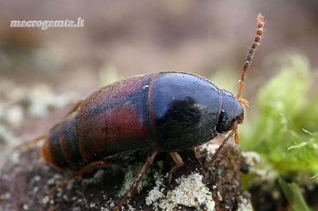 Trumpasparnis - Sepedophilus marshami  | Fotografijos autorius : Gintautas Steiblys | © Macrogamta.lt | Šis tinklapis priklauso bendruomenei kuri domisi makro fotografija ir fotografuoja gyvąjį makro pasaulį.