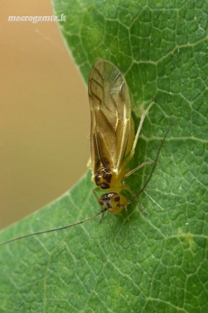 Geltonasis šiengraužis - Valenzuela flavidus  | Fotografijos autorius : Gintautas Steiblys | © Macrogamta.lt | Šis tinklapis priklauso bendruomenei kuri domisi makro fotografija ir fotografuoja gyvąjį makro pasaulį.