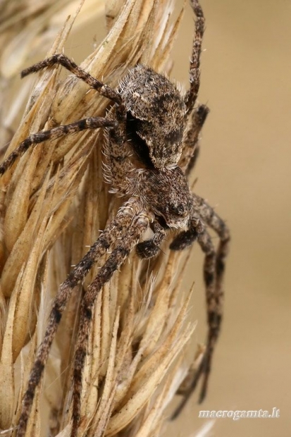 Kamieninis vikrūnas - Philodromus margaritatus  | Fotografijos autorius : Gintautas Steiblys | © Macrogamta.lt | Šis tinklapis priklauso bendruomenei kuri domisi makro fotografija ir fotografuoja gyvąjį makro pasaulį.