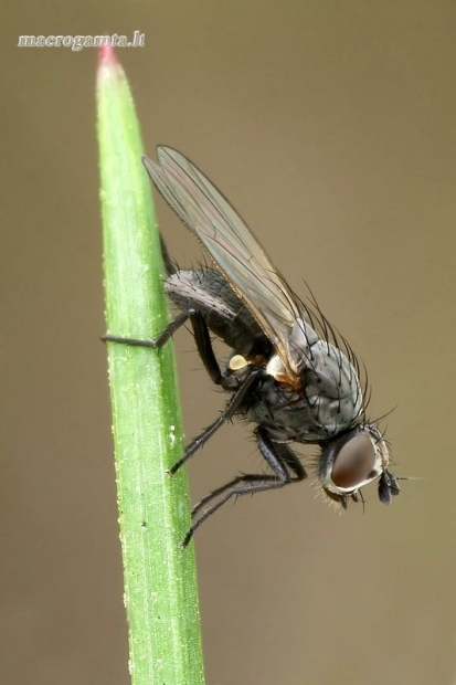 Žiedenė - Anthomyiidae  | Fotografijos autorius : Gintautas Steiblys | © Macrogamta.lt | Šis tinklapis priklauso bendruomenei kuri domisi makro fotografija ir fotografuoja gyvąjį makro pasaulį.