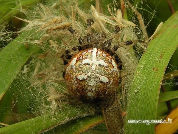 Keturdėmis kryžiuotis - Araneus quadratus | Fotografijos autorius : Algirdas Vilkas | © Macrogamta.lt | Šis tinklapis priklauso bendruomenei kuri domisi makro fotografija ir fotografuoja gyvąjį makro pasaulį.